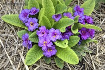 Примула Barnhaven Double Purple Storm